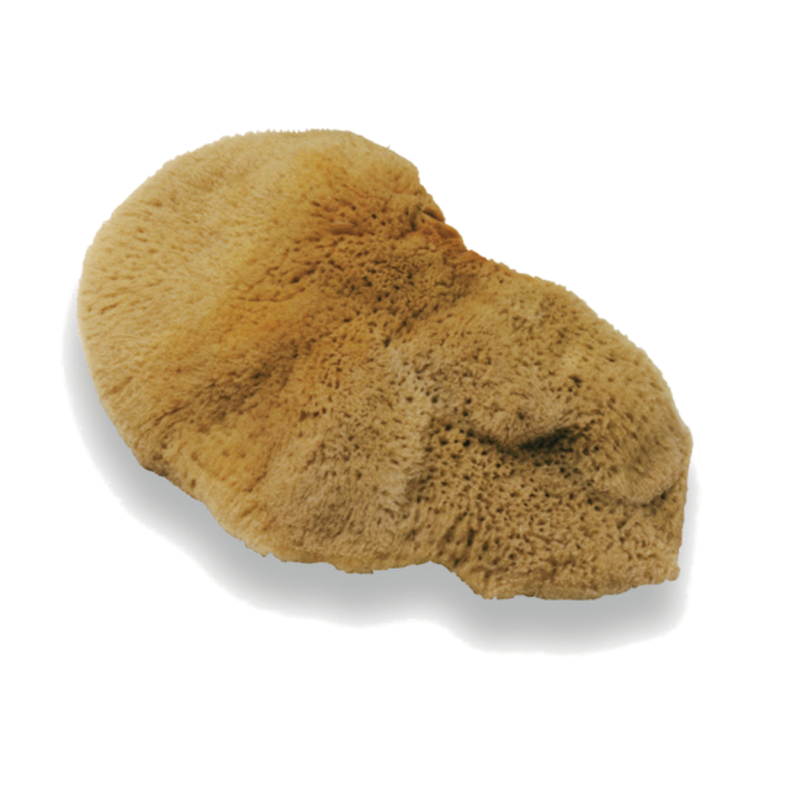 Okrogla gobica 2309-1